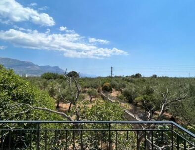 Olive Grove View